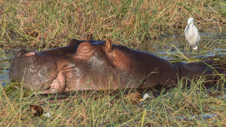 Flusspferd mit Seidenreiher am Rücken und Blaustirnblatthühnchen im Vordergrund