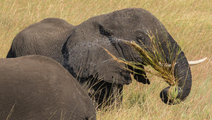 Chobe Nationalpark - Elefant beim Waschen seines Futters