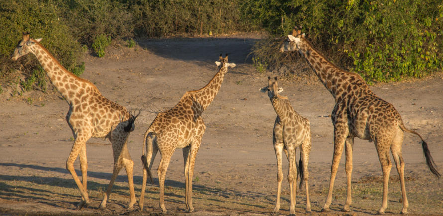 Giraffen am Ufer des Chobe