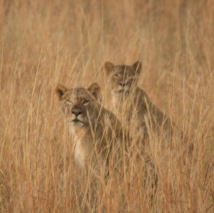 Chobe Nationalpark - Löwen bei der frühmorgendlichen Jagd