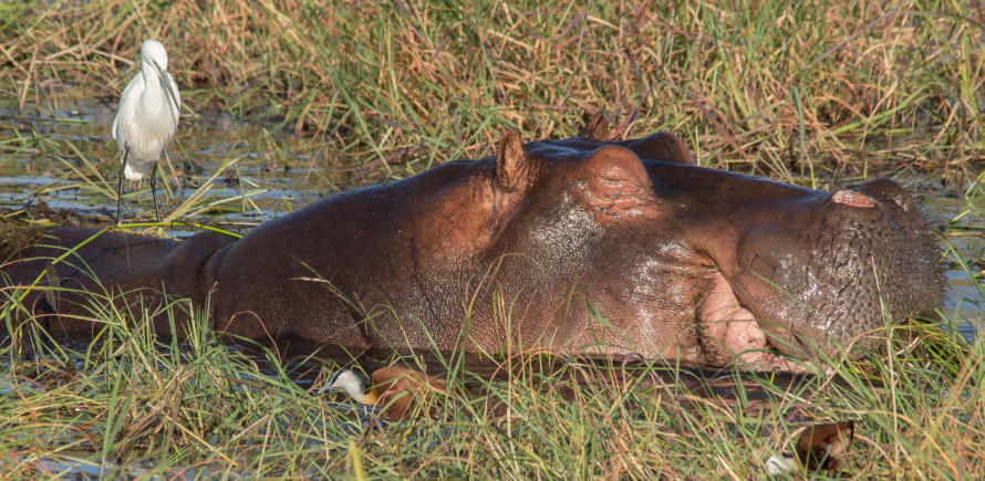 Chobe Nationalpark - Flusspferd mit Seidenreiher und Blaustirnblatthühnchen im Vordergrund