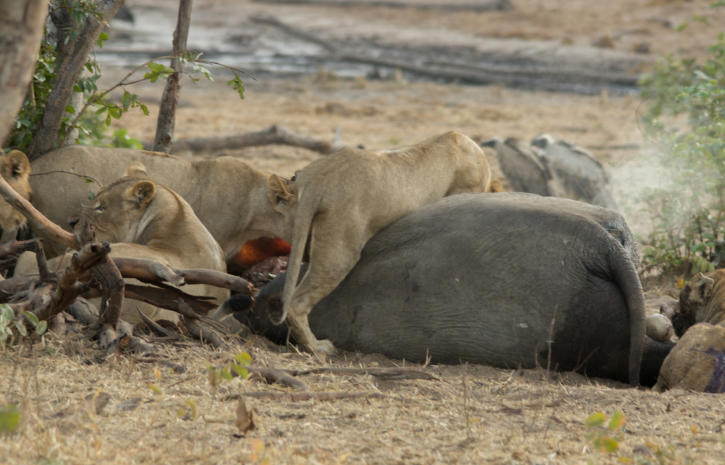 Chobe Nationalpark - Löwen fressen jungen Elefanten