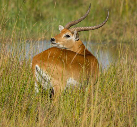 Okavango Delta - Rote Moorantilope