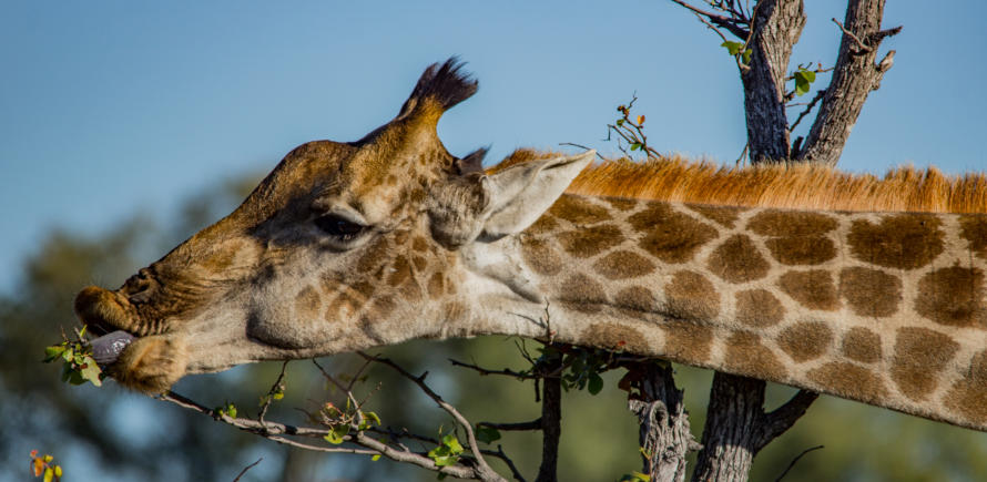 Giraffe zeigt ihre blaue Zunge