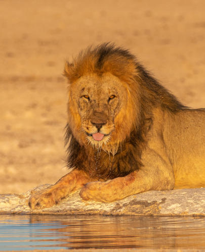 Etosha Nationalpark - männlicher Löwe am Wasserloch