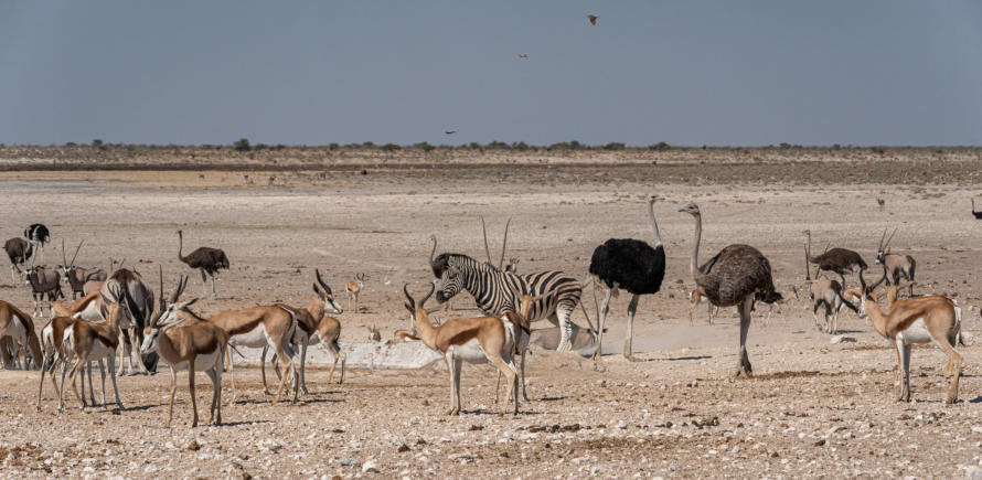 Etosha Nationalpark - Herdentiere am Wasserloch