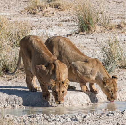 Etosha Nationalpark - 2 Löwinnen beim Wasserloch