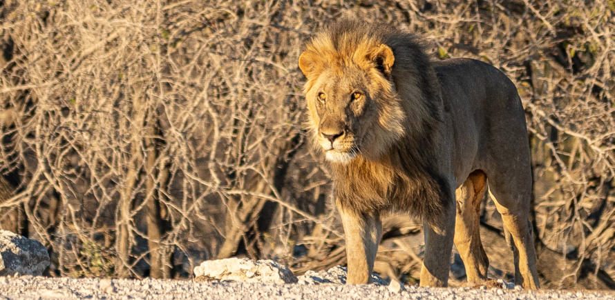 Etosha Nationalpark - prächtiger Löwe am Weg zum Wasserloch