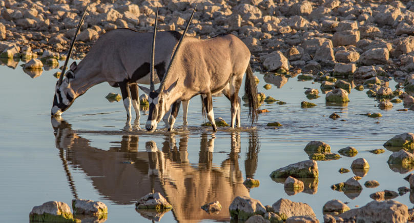 Etosha Nationalpark - Oryx Antilopen am Wasserloch