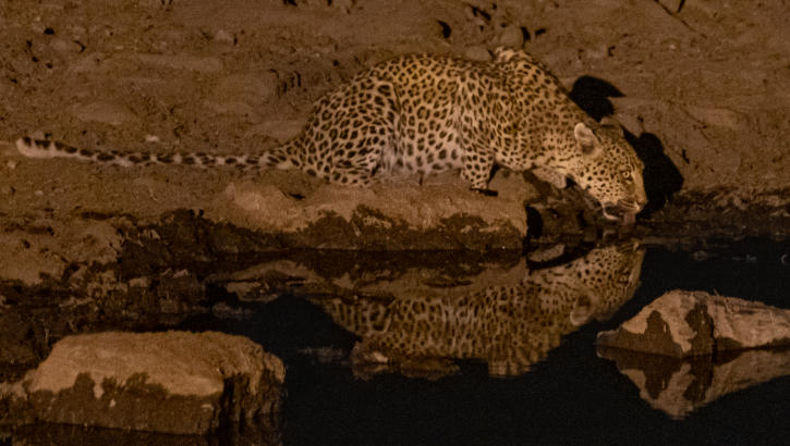Etosha Nationalpark -Leopard am Wasserloch bei Halali