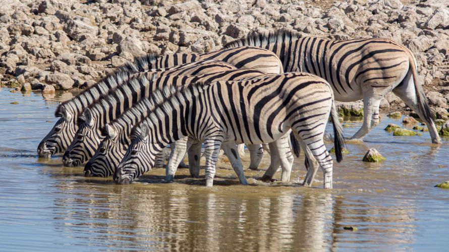 Etosha Nationalpark - Zebras bei Okaukuejo