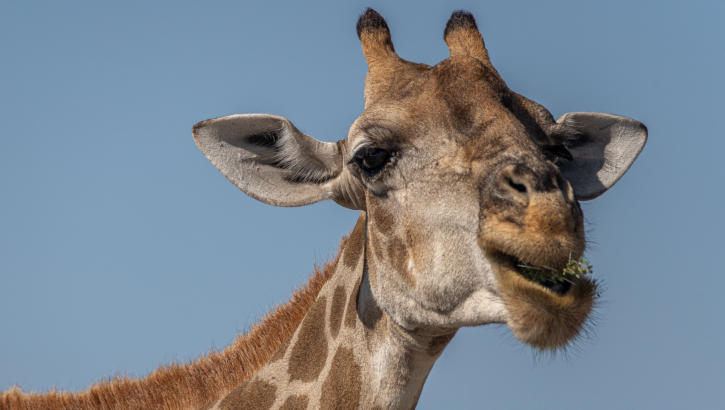 Etosha Nationalpark - Giraffe