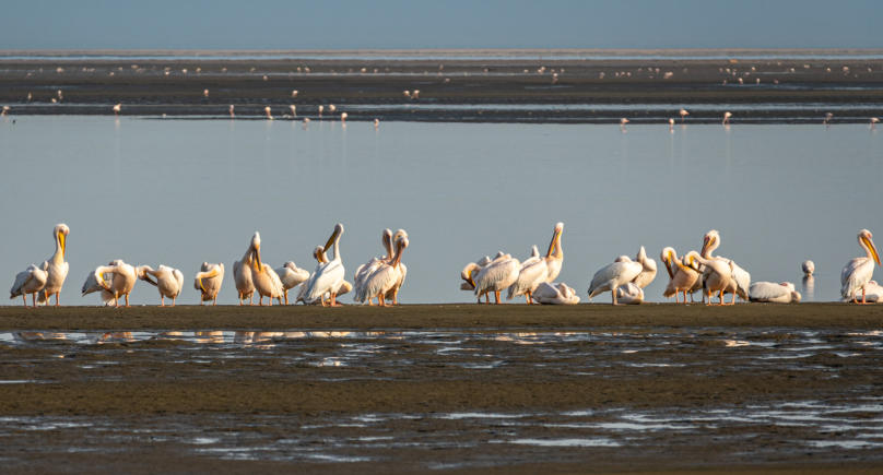 Pelikane bei Walvis Bay