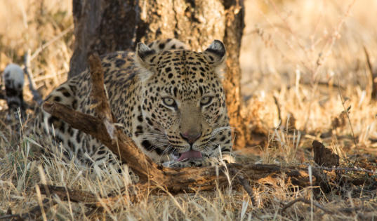 Okonjima - Leopard putzt sich nach dem Fressen