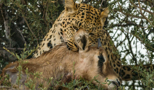 Okonjima - Leopard mit erlegtem Kudujungen