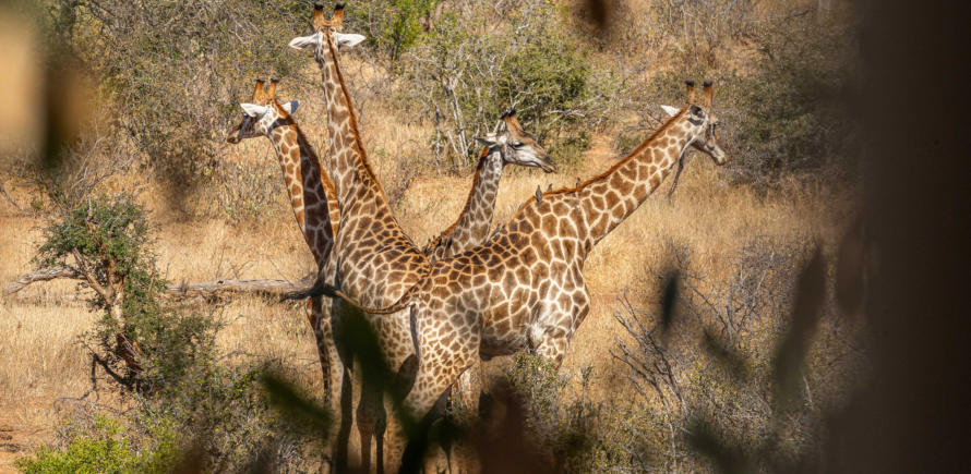 Blick aus dem Baumhaus im Umlani Game Reserve auf eine Giraffenherde