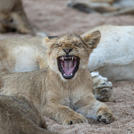 Timbavati - müdes Löwenjunges