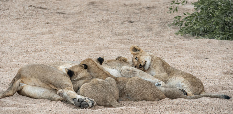 Timbavati - Löwin säugt ihre Jungen