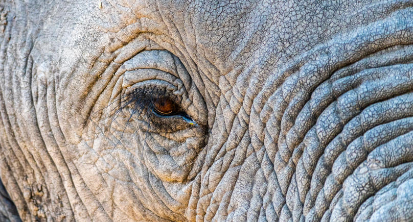 Umlani Game Reserve - dem Elefanten ins Auge geblickt