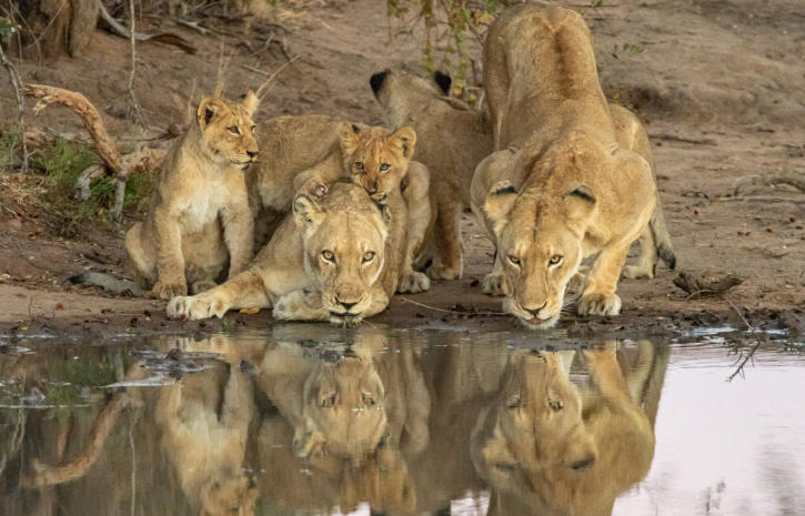 Timbavati - Löwenrudel mit 10 Löwenbabys