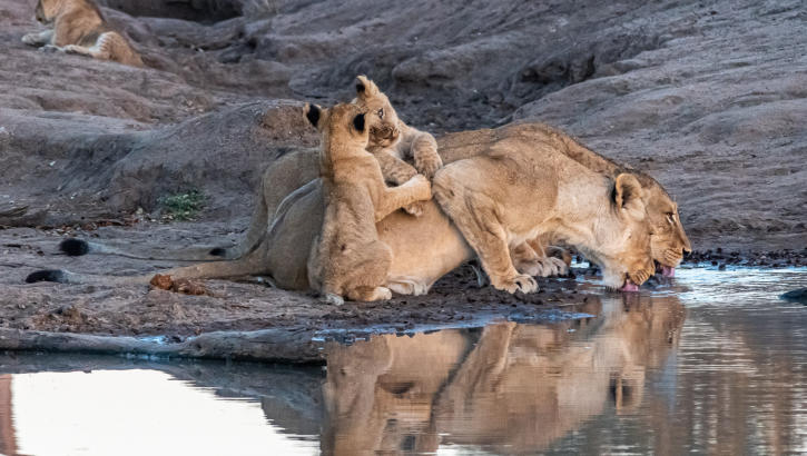 Timbavati - Löwen beim morgendlichen Trinken