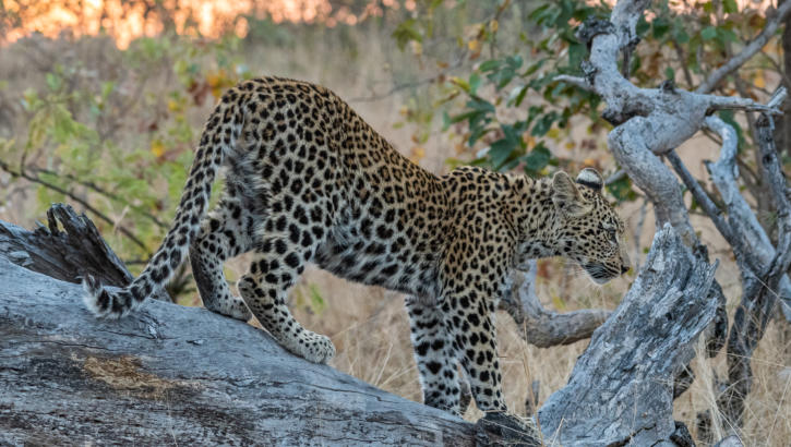 Sabi Sands - Leopardenjunges