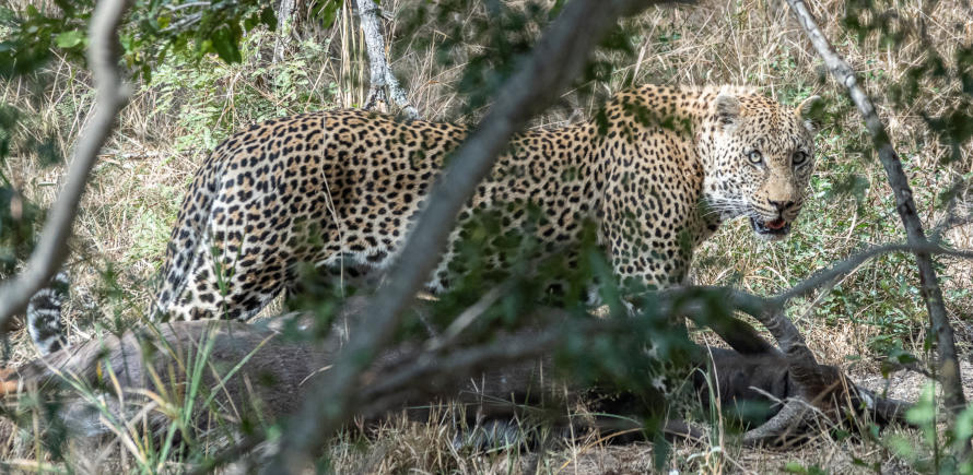 Sabi Sands - Leopard mit Beute, einem männlichem Nyala