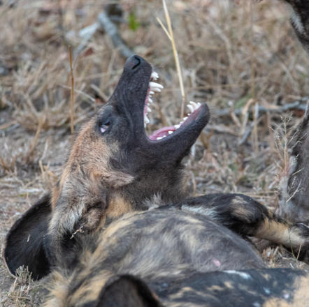 Idube Game Reserve  - Wildhund zeigt Zähne