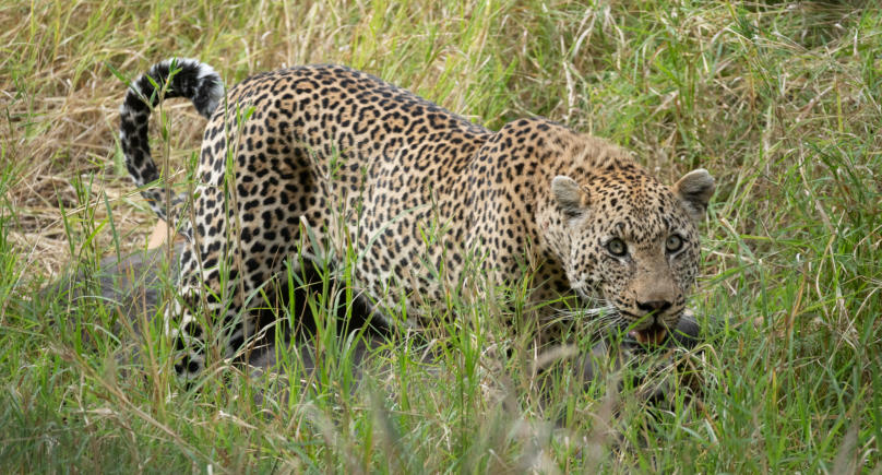 Sabi Sands - Leopard mit Beute
