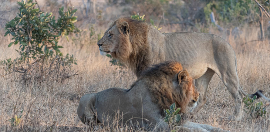2 männliche Löwen im südlichen Kruger Nationalpark