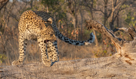 Sabi Sands - Leopardenjunges flüchtet vor Hyäne auf Baumstamm