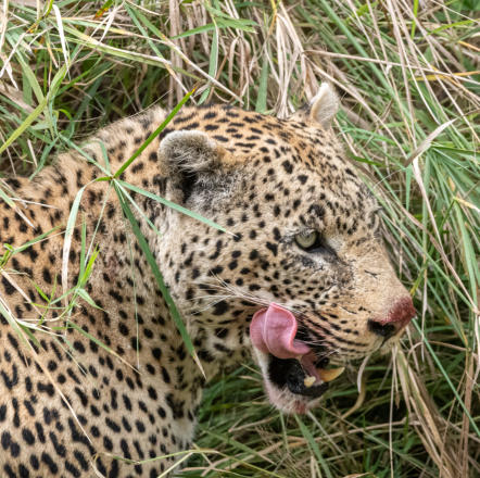 Sabi Sands - Leopard nach dem Fressen