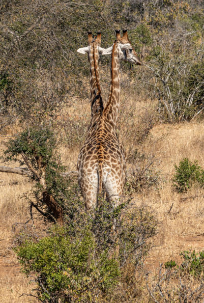 Giraffe mit einem oder zwei Köpfen?