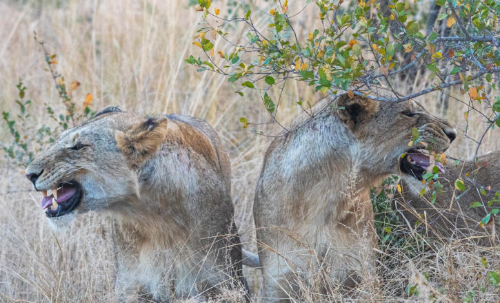 Sabi Sands - Löwinnen vor der Jagd