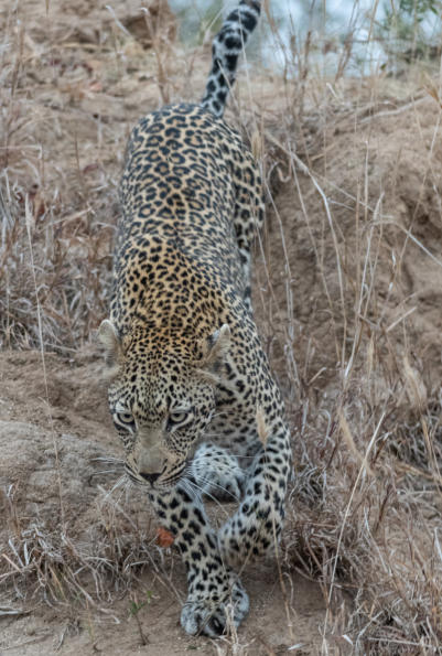 Sabi Sands - Leopard