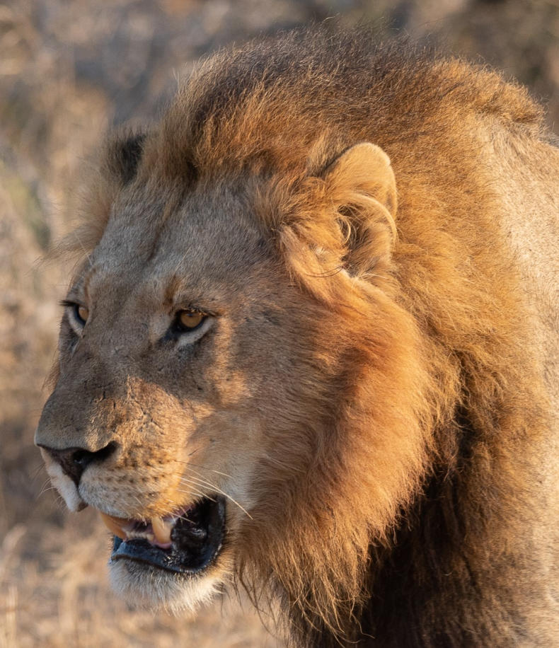 Einer von drei prachtvollen Löwen im südlichen Kruger Nationalpark
