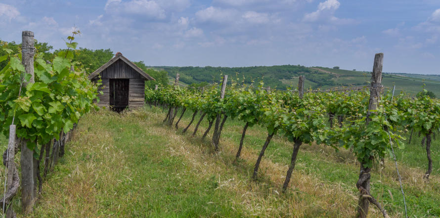 Weingartenhütte im Pulkautal