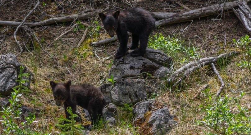 2 Schwarzbär-Babys im Jasper Nationalpark