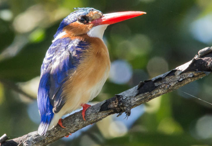 Haubenzwergfischer (Malachit Kingfisher)