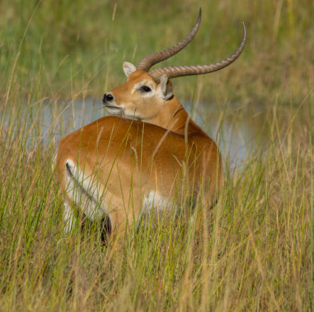 Rote Moorantilope