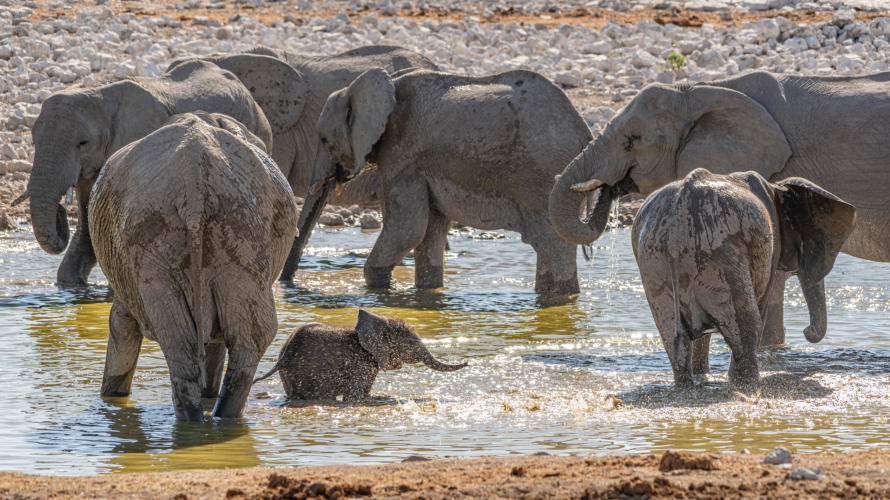 Babyelefant spielt im Wasser