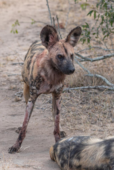 Wildhund