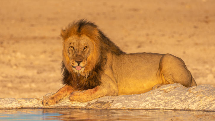 Männlicher Löwe am Wasserloch im Etosha Nationalpark