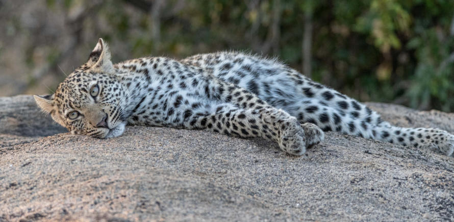 Entspanntes Leopardenjunges