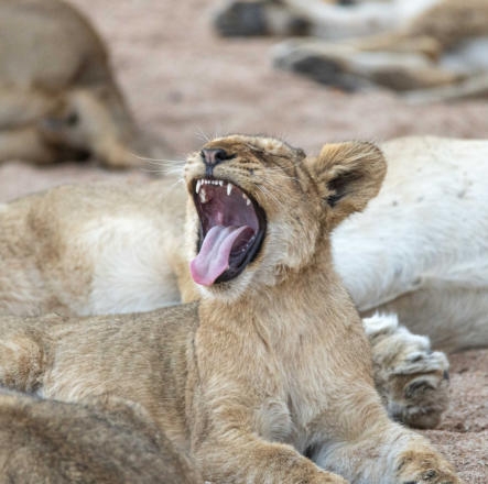 Löwenbaby zeigt Zähne