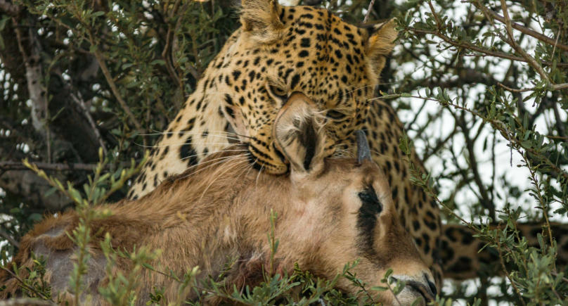 Leopard frisst Kudujunges in Okonjima/Namibia