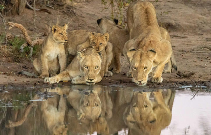 Löwenmütter und ihre Babys um Umlani Game Reserve