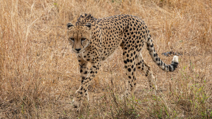 Gepard im Idube Game Reserve