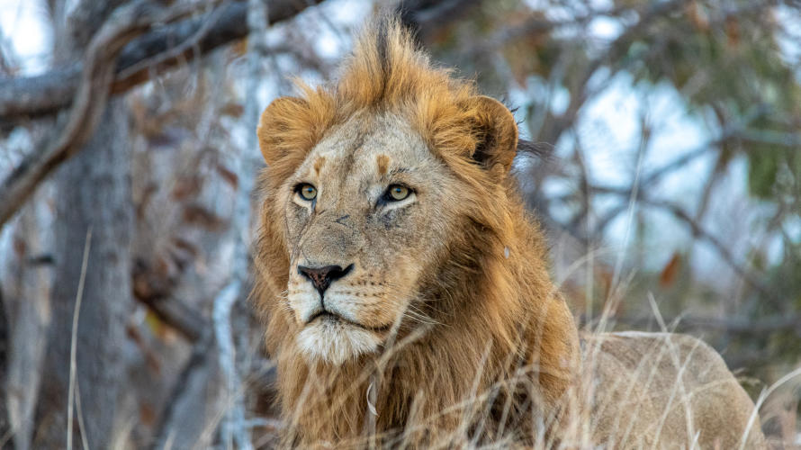 Portrait vom Löwenmännchen