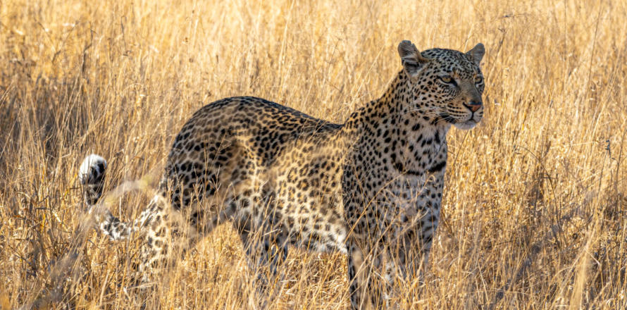 Leopard im hohen Gras im Umlani Game Reserve